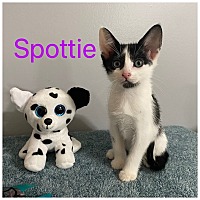 Photo of Spotty