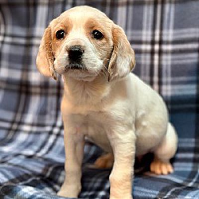 Springfield, Va - Cocker Spaniel Beagle. Meet Cora A Pet For Adoption 