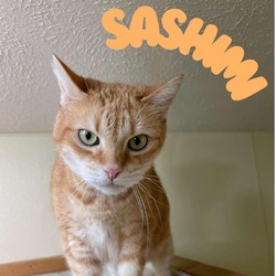 Photo of Sashimi