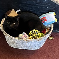 adopt a pet