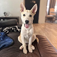 adopt a pet