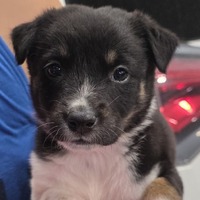adopt-pet