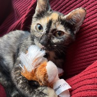 adopt a pet