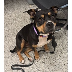 Photo of Jasmine, adoptable senior American Pit Bull Terrier in Kansas City, Missouri