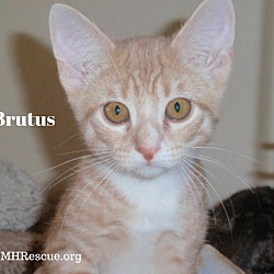 Thumbnail photo of Brutus #4
