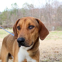 Thumbnail photo of Woodrow~adopted! #1
