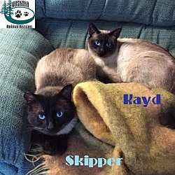 Thumbnail photo of Skipper &Kayd-Adopted May 2017 #1