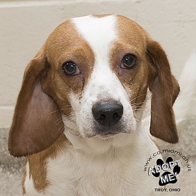 Troy, OH - Beagle. Meet Marvin a Pet for Adoption - AdoptaPet.com