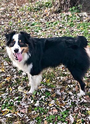 Nashville Tn Australian Shepherd Meet Bear A Pet For Adoption