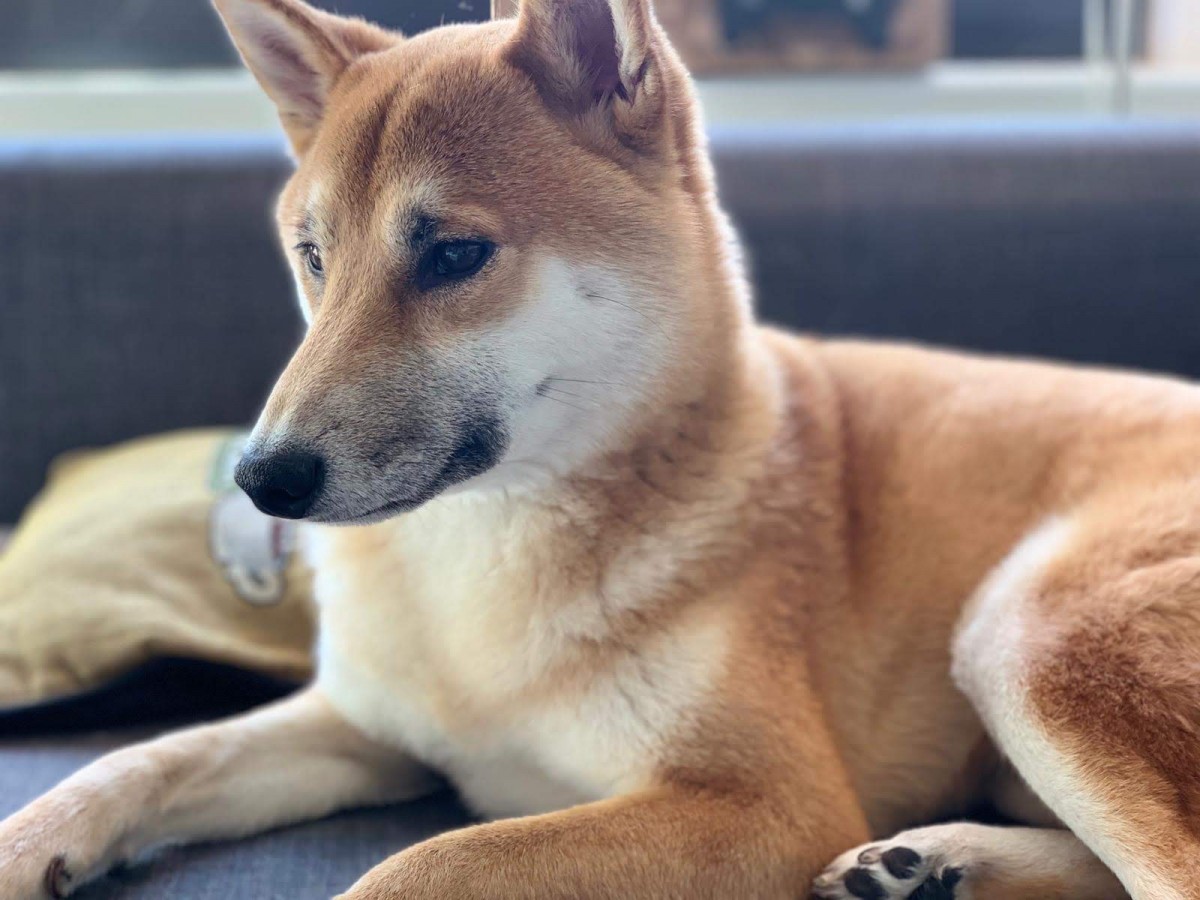 New York Ny Shiba Inu Meet Bandit A Pet For Adoption