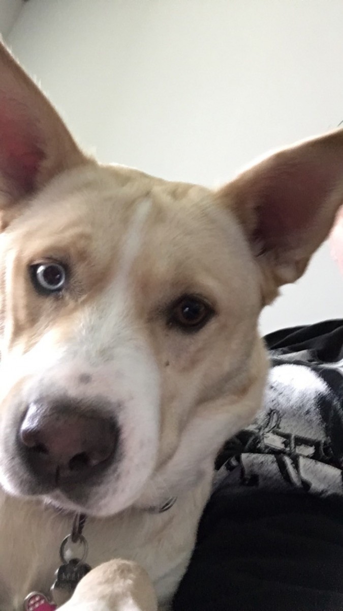 Adopt Bella a Tan/Yellow/Fawn German Shepherd Dog / Husky / Mixed dog