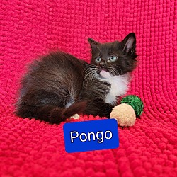 Photo of Rescued kittens - Pongo