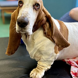 Photo of Sully