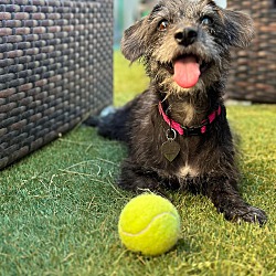 Photo of Roxie