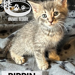 Thumbnail photo of Pippin #1