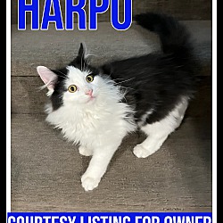 Photo of Harpo-COURTESY LISTING