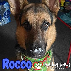 Thumbnail photo of Rocco (Courtesy Post) #3