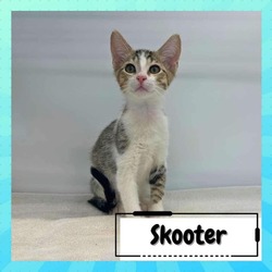 Thumbnail photo of Scooter #2