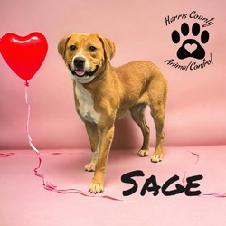 Thumbnail photo of Sage #2