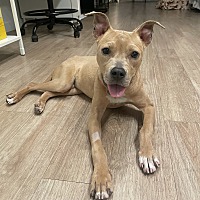 adopt a pet