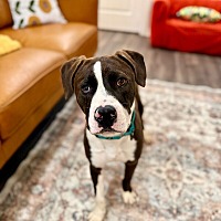 adopt a pet