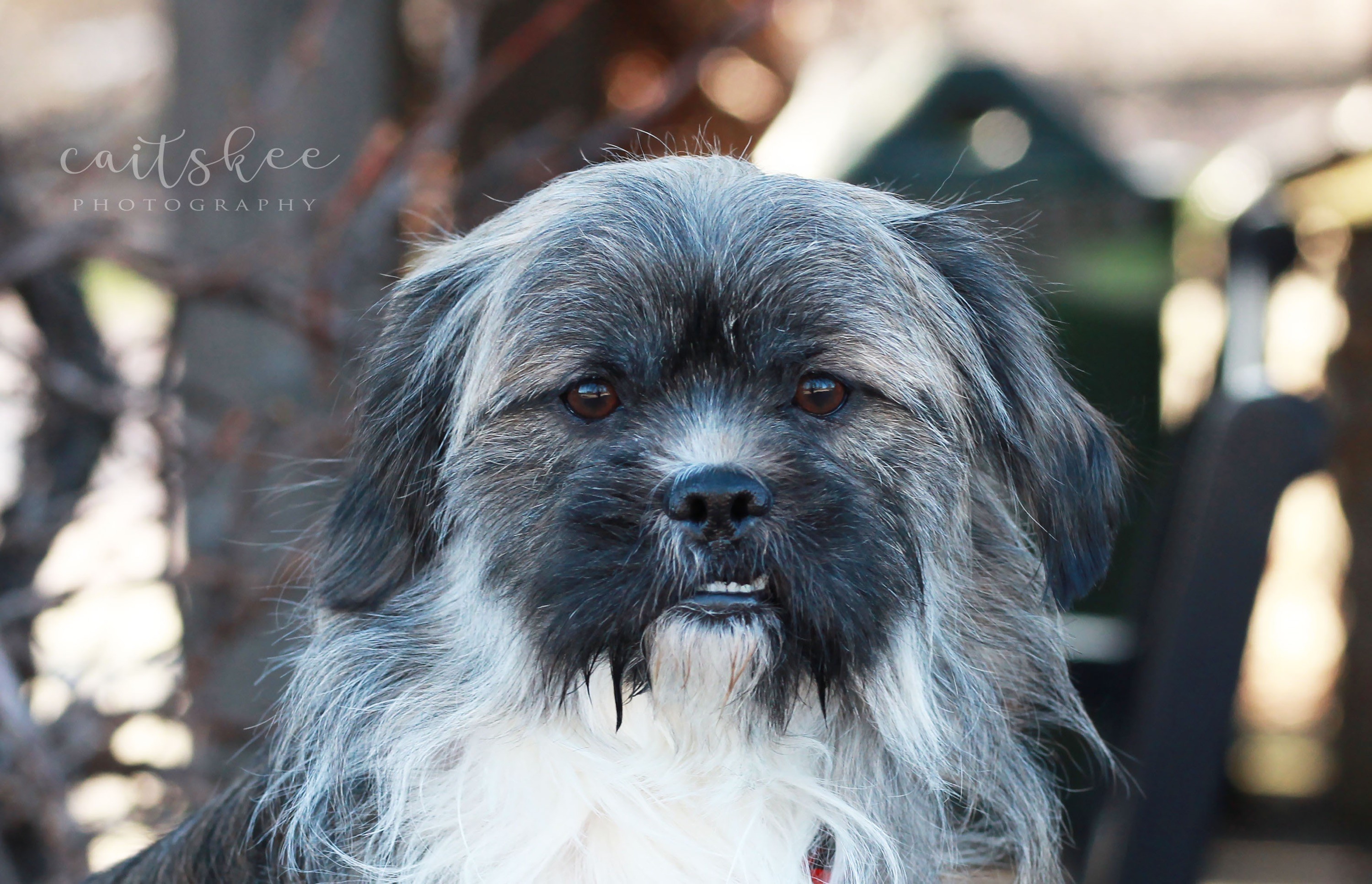 Cincinnati Oh Lhasa Apso Meet Milo A Pet For Adoption Cincinnati Oh Lhasa Apso Meet Milo