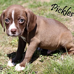 Thumbnail photo of Pickles~adopted! #2