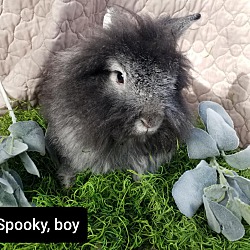 Photo of Spooky
