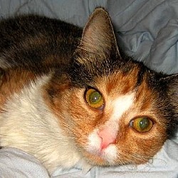 Thumbnail photo of Gabby - ADOPTED #3