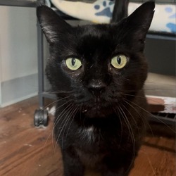 Photo of Boomer