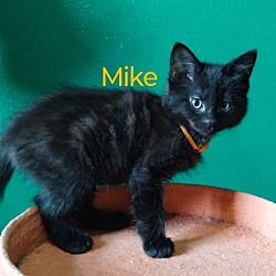 Thumbnail photo of Mike (Orange) #1