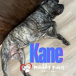 Thumbnail photo of Kane (Courtesy Post) #2