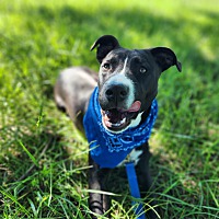 adopt a pet
