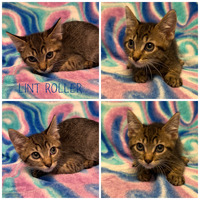 adopt-pet