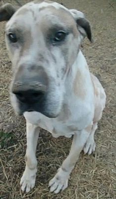 Union Grove Wi Great Dane Meet Scooby Adopt Or Foster A Pet For Adoption