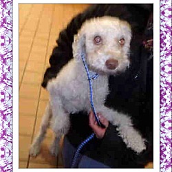 Thumbnail photo of Adopted!!Giselle - IL #1