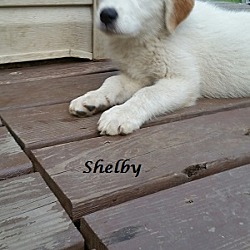 Thumbnail photo of Shelby #3