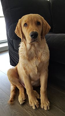 golden retrievers needing a home in surrey