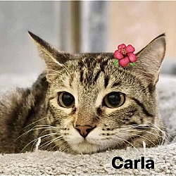 Thumbnail photo of Carla #1