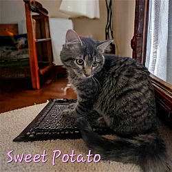 Thumbnail photo of Sweet Potato #3