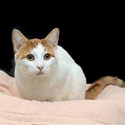 Photo of Simba (Bonded with Spot)