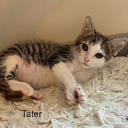 Thumbnail photo of Tater #2