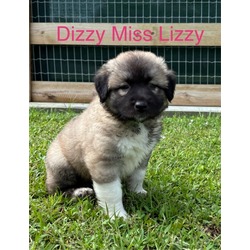 Thumbnail photo of DIZZY MISS LIZZY #2