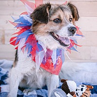 adopt a pet