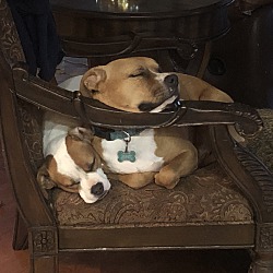 bonded pet photo