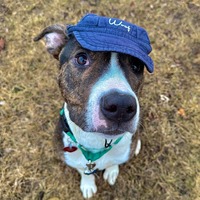 adopt a pet