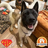 adopt a pet