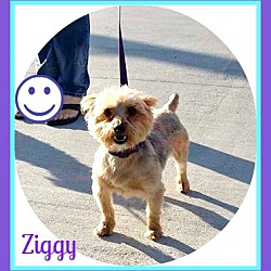 Thumbnail photo of ZIGGY #2