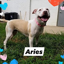 Thumbnail photo of Aires #1