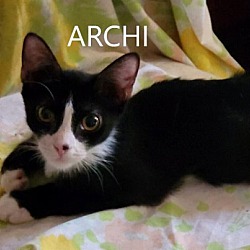 Photo of Archi